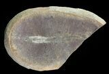 Didontogaster Fossil Worm (Pos/Neg) - Mazon Creek #70594-2